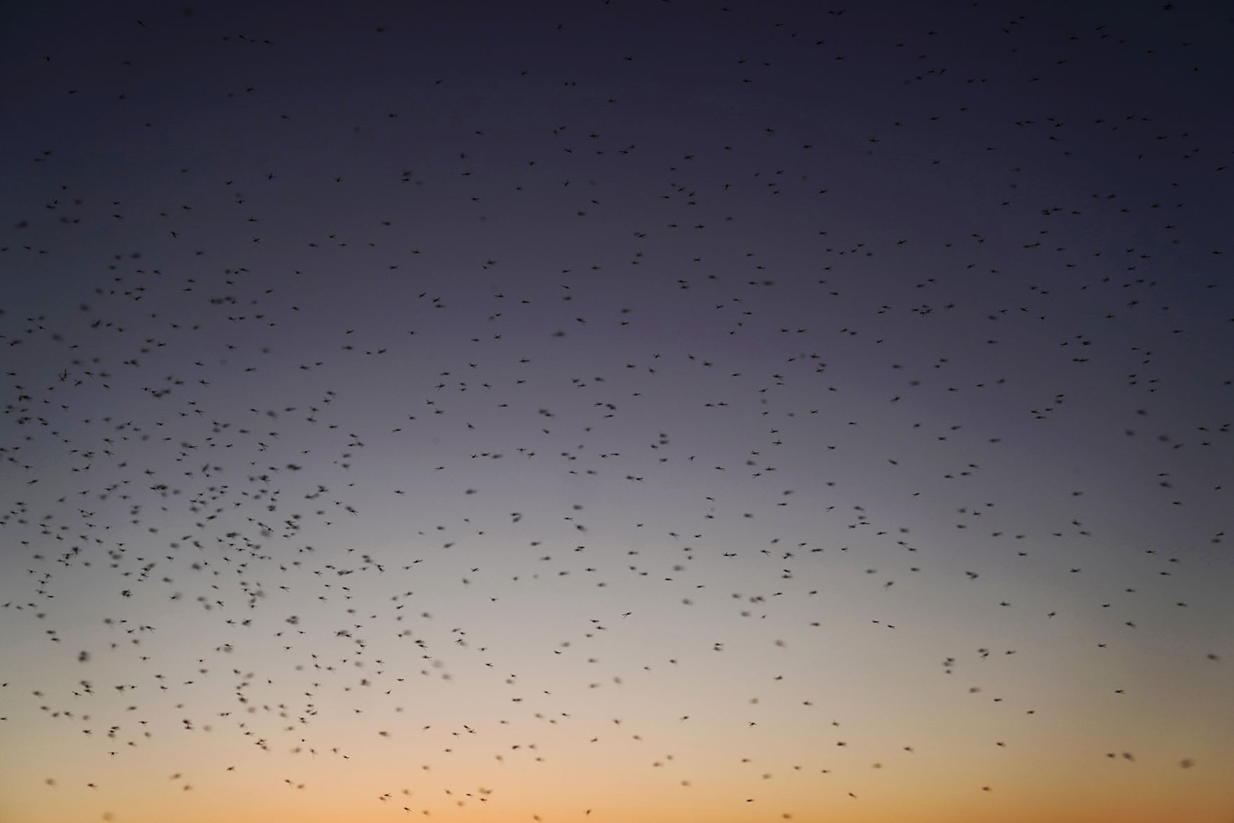 Bugs swarm over the river